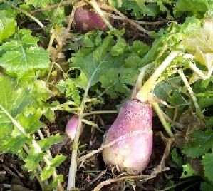 Turnips